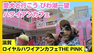 【ロイヤルハワイアンカフェTHE PINK】ピエリ守山から徒歩3分の愛犬と一緒に行けるカフェ。 [upl. by Allesiram]