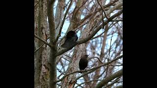 Brown headed cowbird [upl. by Malachy]