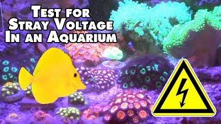 Detecting Stray Voltage in Your Aquarium Essential Test and Safety Tips [upl. by Anahsak]