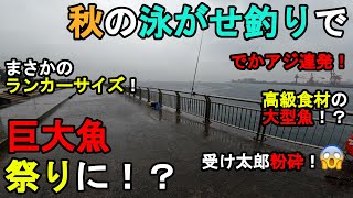 【神奈川県某所】秋の泳がせ釣りで巨大魚祭りに！？海釣りハイシーズン期間の11月中旬、関東地方の東京湾北部辺りの釣り場でトリックサビキとアジの泳がせ釣りで数日間釣りしてみたら…！【2023年11月中旬】 [upl. by Aniri]