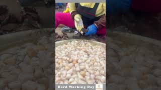 Hard Working Day 467 Shellfish Extraction Process [upl. by Enahsed680]