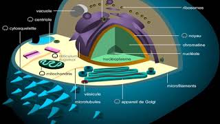 Cellule animale [upl. by Tareyn499]