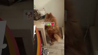 ❤️❤️❤️ dog parrot собака попугай funny [upl. by Ahsinam698]