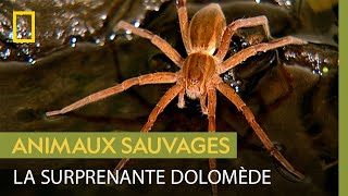 La dolomède une araignée spécialiste de la pêche [upl. by Adalard]