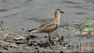 Pacific Golden Plover 3 FullHD JH1RNZ [upl. by Rowe]