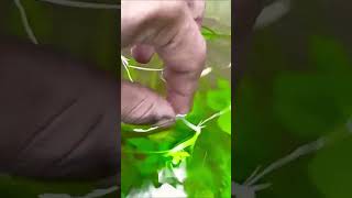 Sagittaria subulata propagation by cutting the runner plant ☘️ [upl. by Quartus]