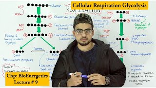 Glycolysis Step wise  Cellular respiration [upl. by Bogusz790]