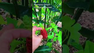 Shampoo ginger  how to enjoy the edible and potentially medicinal benefits of permaculture plant [upl. by Accem]