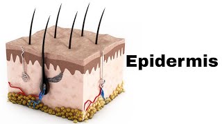 What is Epidermis [upl. by Newcomb]