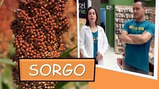 Grão e Farinha de SORGO BENEFÍCIOS E COMO USAR [upl. by Eiten469]