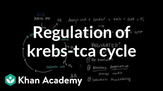 Regulation of Krebs  Citric Acid Cycle [upl. by Justen]