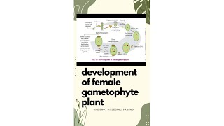 Development of female gametophyte one shot  biologyclass12th [upl. by Elades]