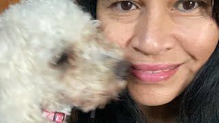 live lovingblazer8 shorts viral trending poodle bichonfrise ingrownhair mommyla [upl. by Aig729]