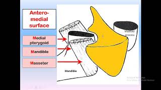 parotid gland anatomy for dental students [upl. by Skipper]