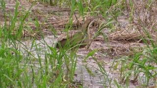 American Bittern calling [upl. by Gran503]