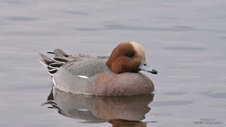 Eurasian Wigeon  behaviour and songcall  Pfeifente [upl. by Hopkins]