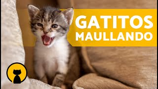 Gatos BEBÉS LLORANDO fuerte 🐱 Maullidos de GATOS RECIÉN NACIDOS [upl. by Ixel268]