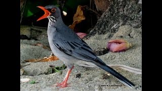 Zorzal de Patas Coloradas Turdus plumbeus ardosiaceus Redlegged Thrush [upl. by Garges]