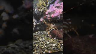 California Spot Prawn Commercial and Recreational Fishing spotprawn shrimp spotshrimp [upl. by Tristas]