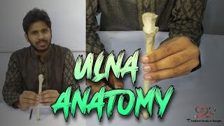 Ulna anatomy in bangla  Parts attachment ossification joints [upl. by Ccasi]