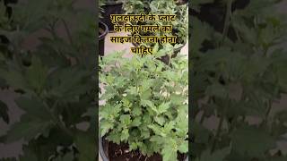 Guldaudi flower plant care tips Chrasanthemum flower plantcare sevanti Divyajoseph11M garden [upl. by Shoemaker]