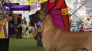 Great Danes  Breed Judging 2023 [upl. by Nwahsaj150]