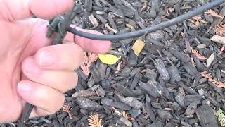 Drip Irrigation RepairsYou Dont Want to Watch [upl. by Brigette844]