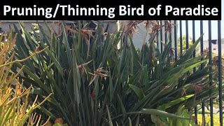 How to Prune or Thin Bird of Paradise Strelitzia reginae Coto de Caza [upl. by Arriek]