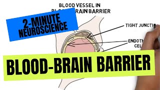 2Minute Neuroscience BloodBrain Barrier [upl. by Thamos485]