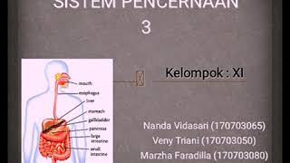 Sistem pencernaan 3  Struktur dan Histology [upl. by Erkan827]