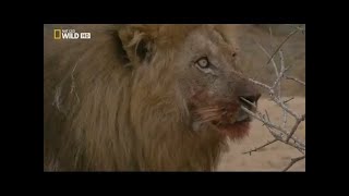 Documental de Leones  National Geographic Documentales  EL REY DE LA MANADA [upl. by Ynolem]