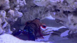 Mantis shrimp fighting a crab [upl. by Cutter]