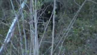 Porcupine on the Tok cutoff highway near Gakona Alaska [upl. by Notlimah]