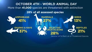 Giornata mondiale degli animali il 41 delle specie animali e piante sono a rischio estinzione [upl. by Maag804]