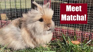 Our New LIONHEAD RABBIT Matcha See How CUTE She Is [upl. by Haze]