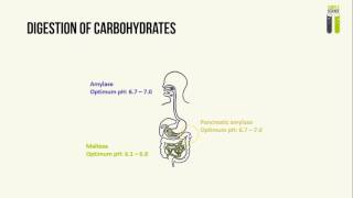 IGCSE Biology Revision  Part 2  Human Digestive Enzymes [upl. by Oiracam906]