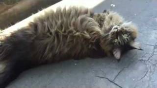 Cute Maine Coon cat talking in the Sun [upl. by Linskey]