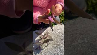 2 year old learning to propagate tradescantia planthome gardening plants kidsgardening plants [upl. by Julita159]