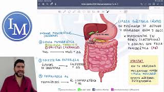 Bioquímica  Digestión y absorción de las grasas [upl. by Hanikehs]