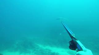 Spearfishing yellowtail at Skipskop Western Cape [upl. by Yrreg]