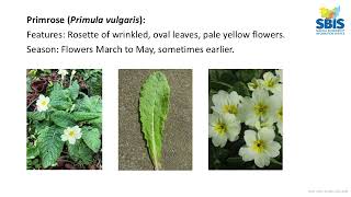 Ancient Woodland Indicator Species [upl. by Yamauchi]