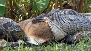 Burmese Python Swallows 77Pound Deer [upl. by Werdma4]