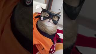 Victor Osimhen hayranı bir kedi 🐈  osimhen galatasaray shorts [upl. by Swec]