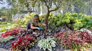 Planting Coneflower amp Trimming Hosta amp Heuchera Garden Hangout A Solar Fountain From Michelle [upl. by Aihsik]