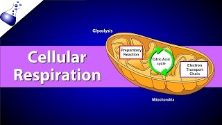 Cellular Respiration [upl. by Enirehtahc]