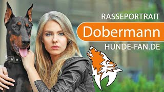 ► Dobermann 2018 Rasse Aussehen amp Charakter [upl. by Neelhtac]