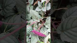 Adipoli hanging plants  baithul garden [upl. by Yacano609]