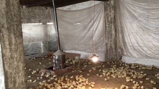 Day 1  Poultry Farming  Brooding  Broiler Open Shed  UrduHindi [upl. by Eniamert]