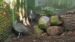 A pair of Elegant crested tinamou [upl. by Tolmann]