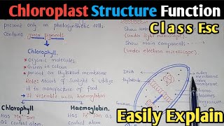 Chloroplast Structure And Functions  Stroma  Class 11 Biology [upl. by Aseretairam474]